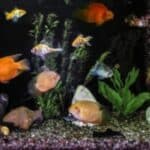 acquario di acqua salmastra che unisce varie tipologie di pesci che possono vivere sia in acqua dolce che salata