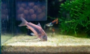 I pesci in acquario devono essere nutriti con appositi mangimi adatti alla loro specie