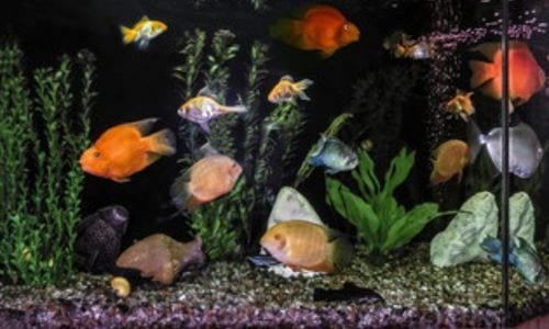 acquario di acqua salmastra che unisce varie tipologie di pesci che possono vivere sia in acqua dolce che salata