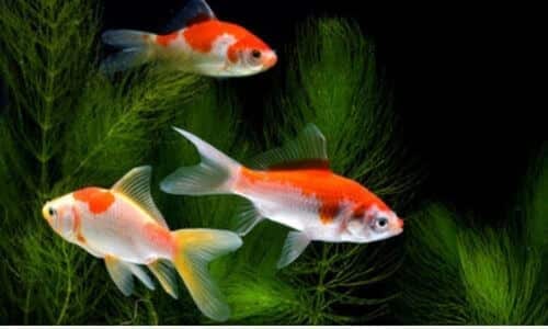 In acquario roma acqua dolce troviamo in genere i pesci rosso