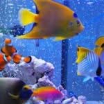 I pesci degli acquari di acqua marina sono molto colorati ma anche costosi