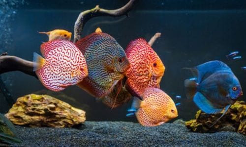 I pesci tropicali più colorati rendono meraviglioso l'acquario di acqua salata