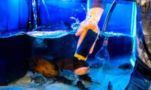 La pulizia dell'acquario è fondamentale per la sopravvivenza dei pesci che lo abitano